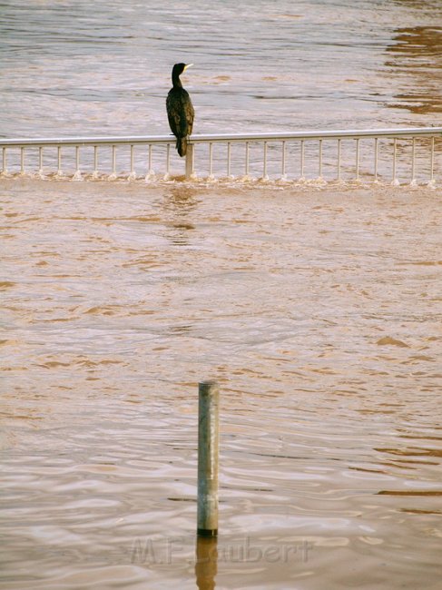 Hochwasser Koeln 2011 Tag 2 P334.JPG